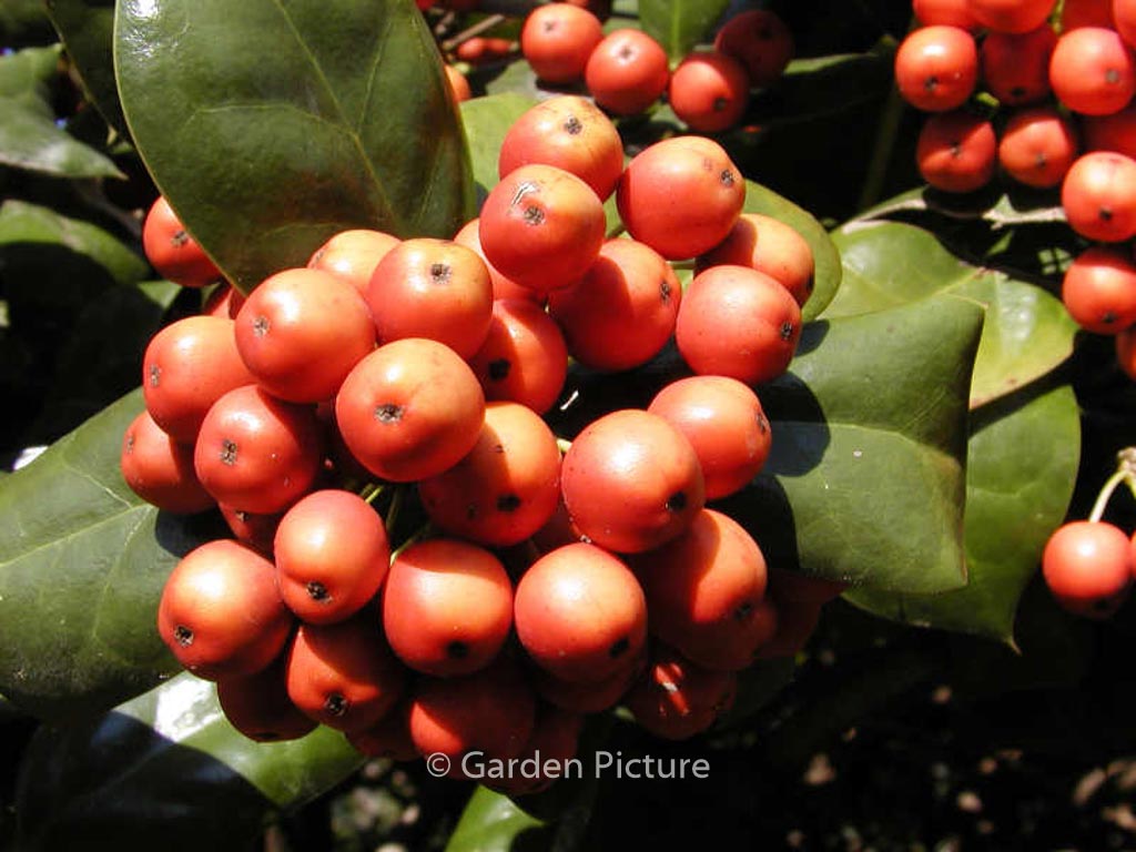 Ilex ‘Nellie R. Stevens’