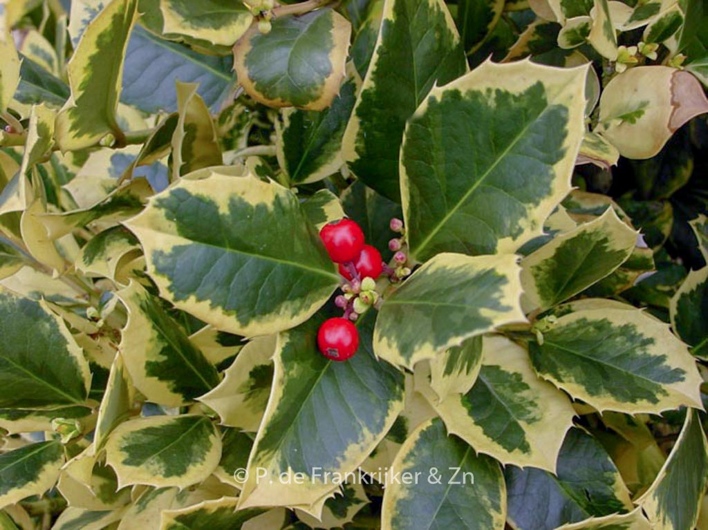 Ilex altaclerensis ‘Golden King’