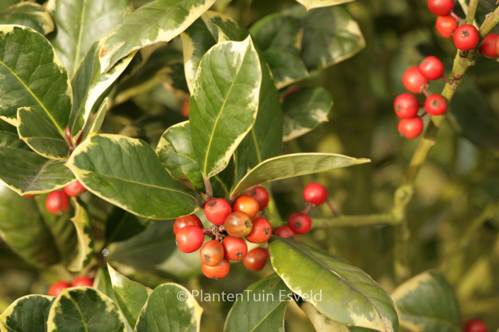 Ilex altaclerensis ‘Howick’