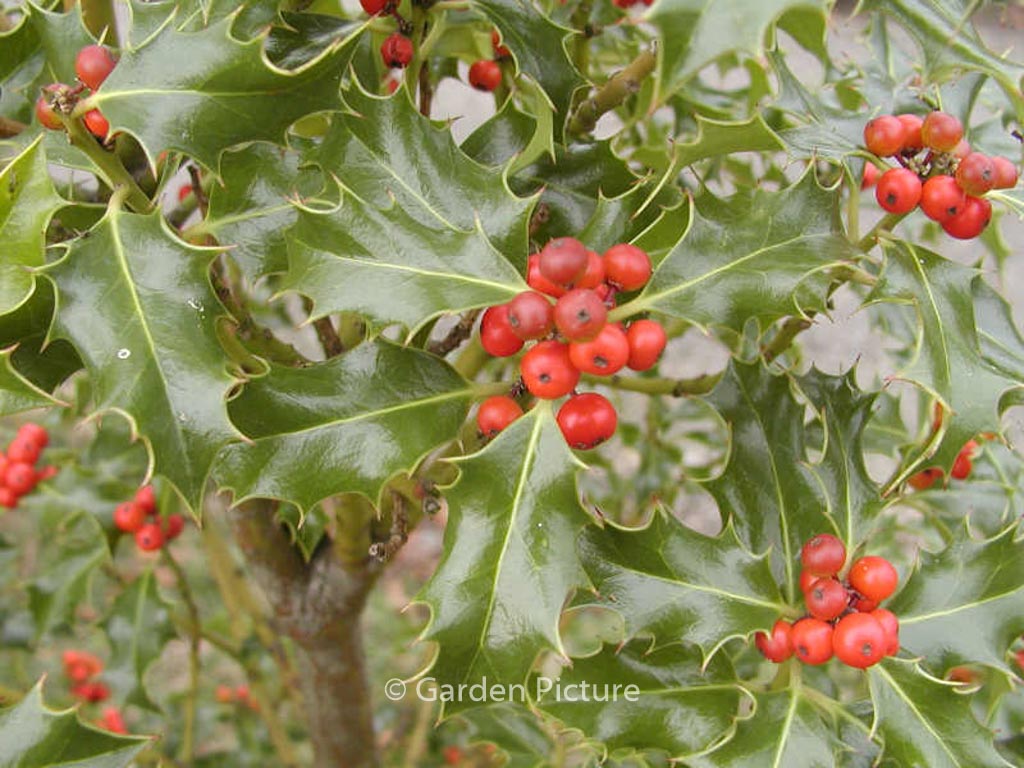 Ilex aquifolium ‘Alaska’