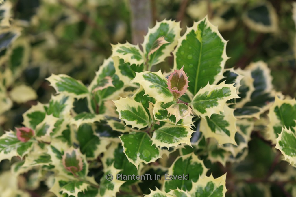Ilex aquifolium ‘Angustifolia Marginata Aurea’
