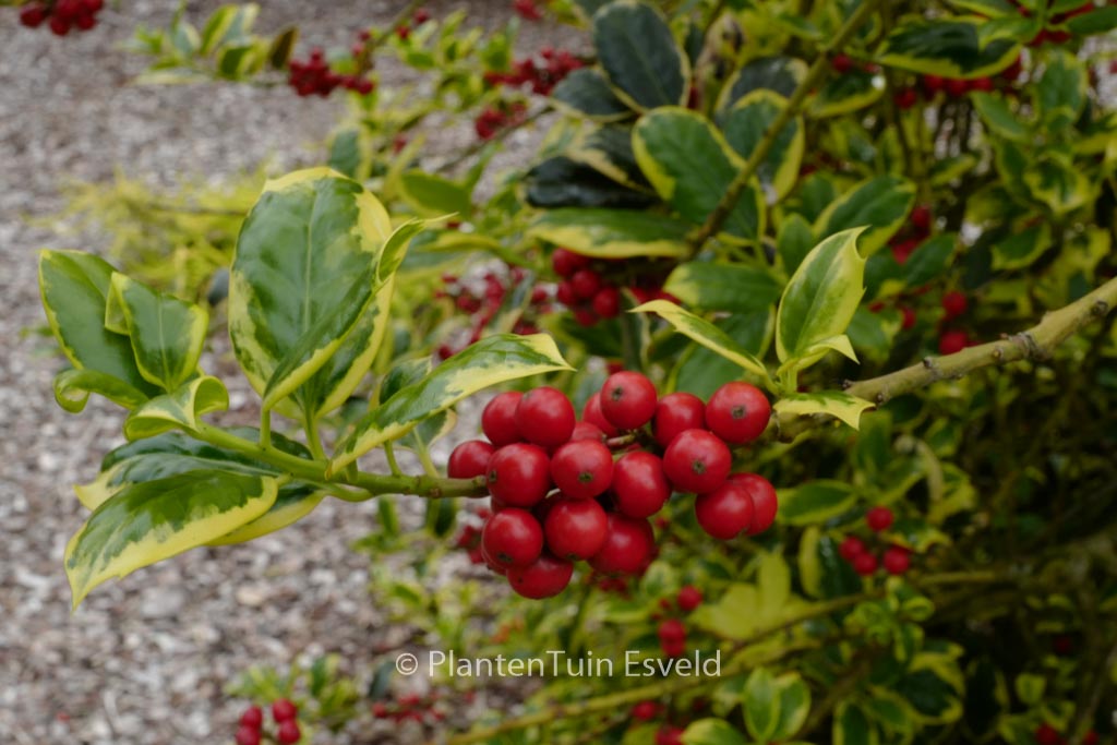 Ilex aquifolium ‘Aureomarginata’