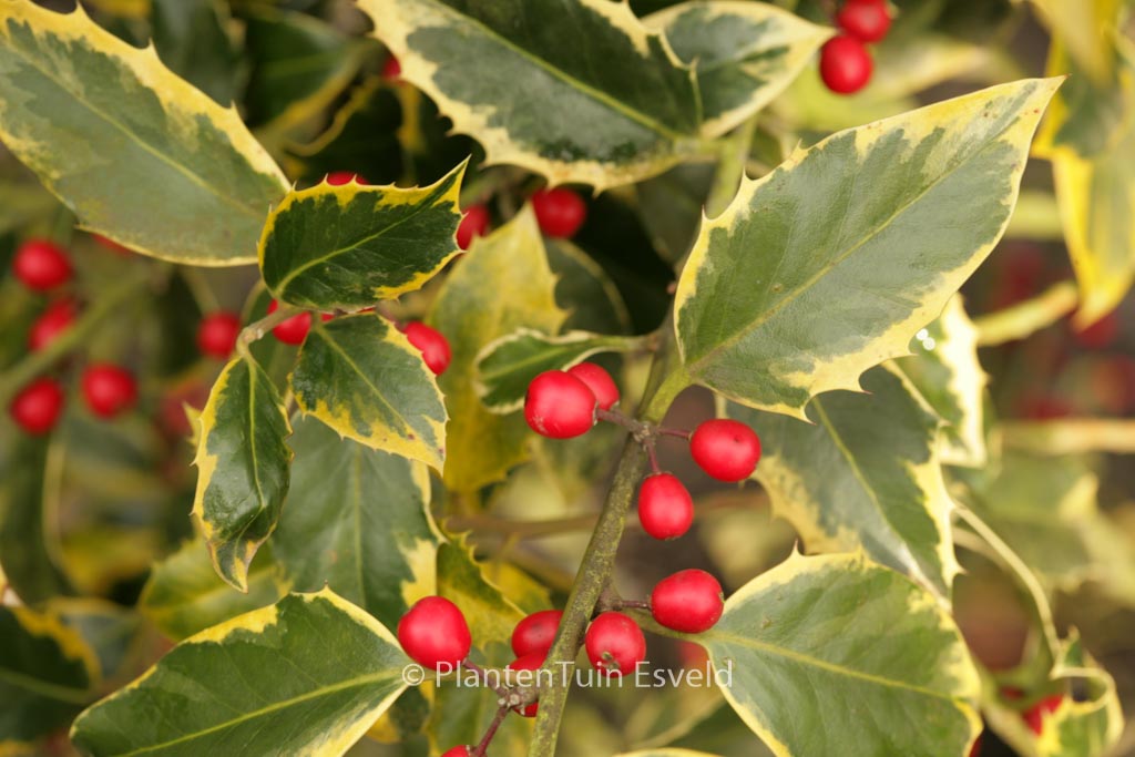 Ilex aquifolium ‘Aurifodina’