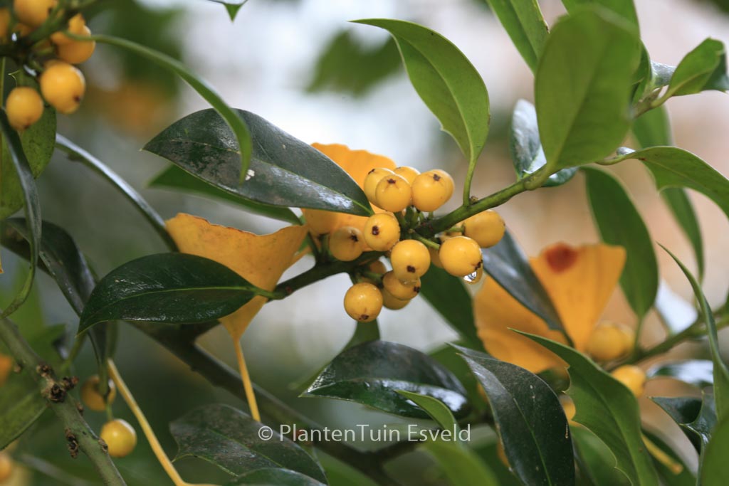 Ilex aquifolium ‘Bacciflava’