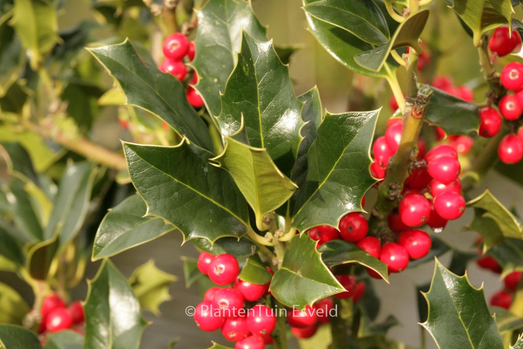 Ilex aquifolium ‘Berlicum Beauty’