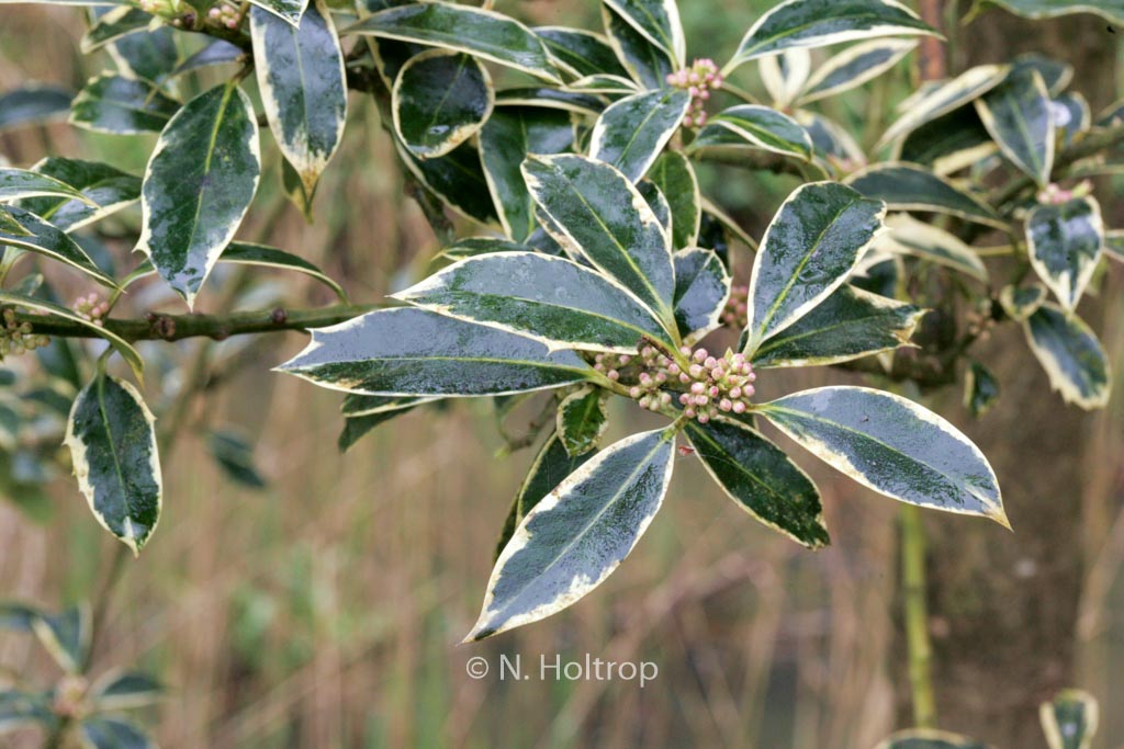 Ilex aquifolium ‘Bokrijk’