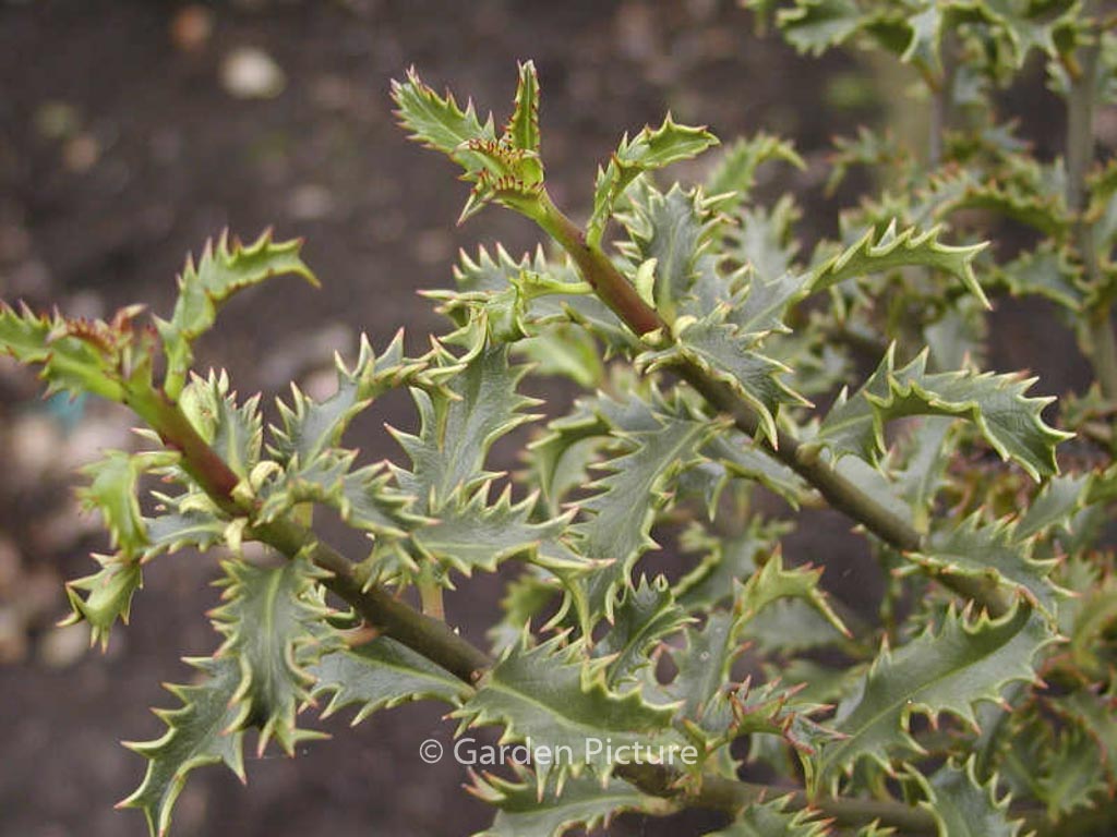 Ilex aquifolium ‘Crassifolia’