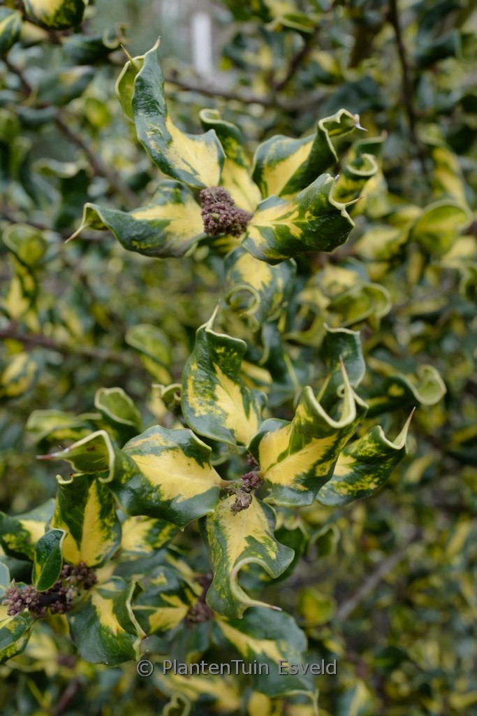 Ilex aquifolium ‘Crispa Aureopicta’