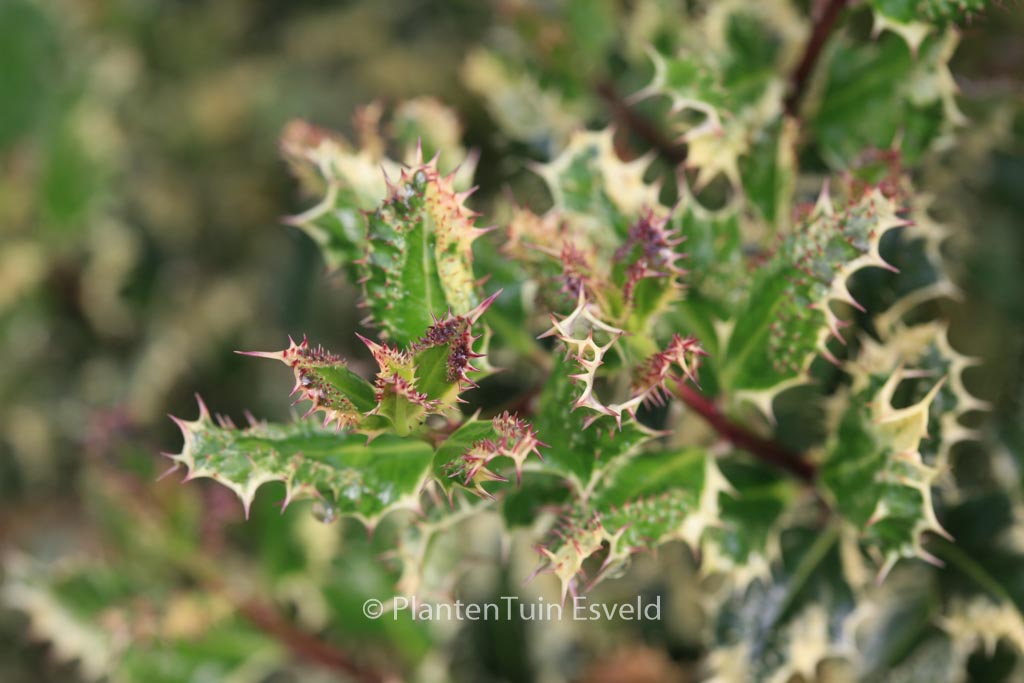 Ilex aquifolium ‘Ferox Argentea’