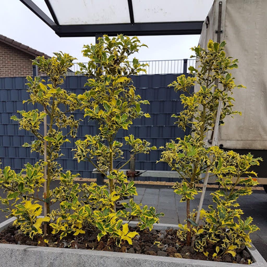 Ilex aquifolium ‘Golden DJ’