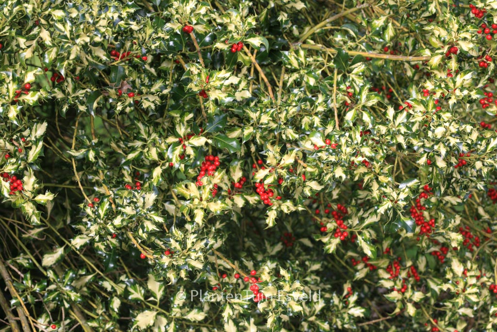Ilex aquifolium ‘Golden Milkmaid’