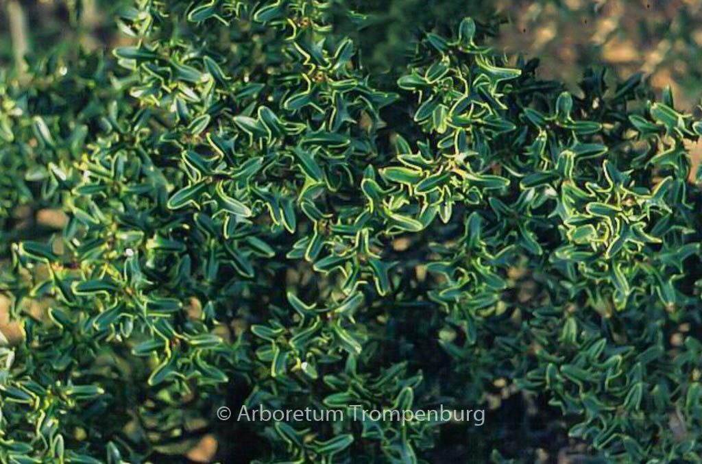 Ilex aquifolium ‘Hastata’