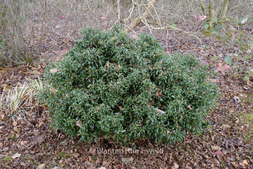 Ilex aquifolium ‘Lichtenthalii’