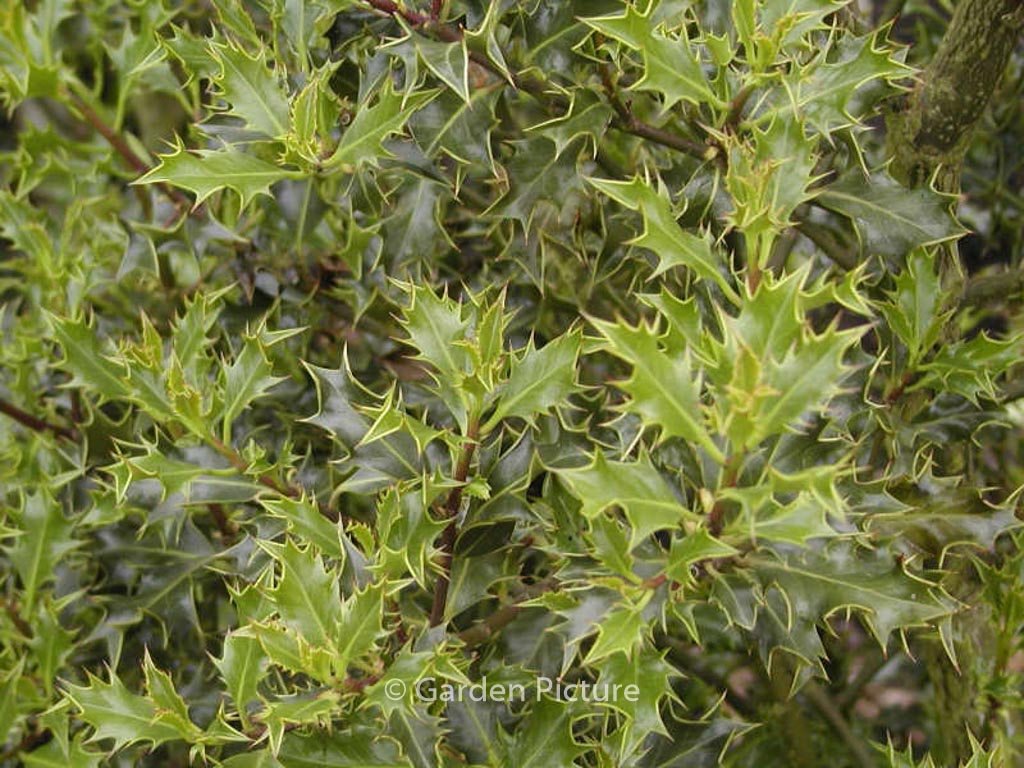 Ilex aquifolium ‘Monstrosa’