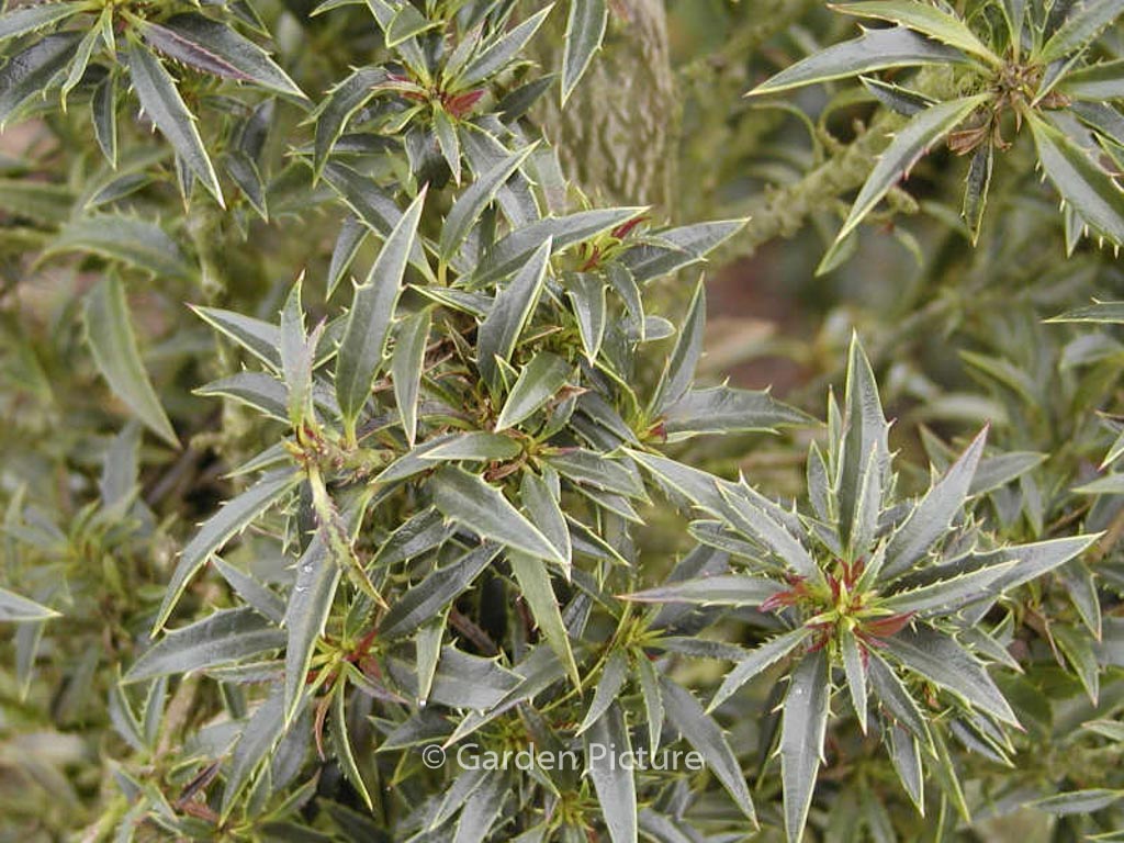 Ilex aquifolium ‘Myrtifolia’