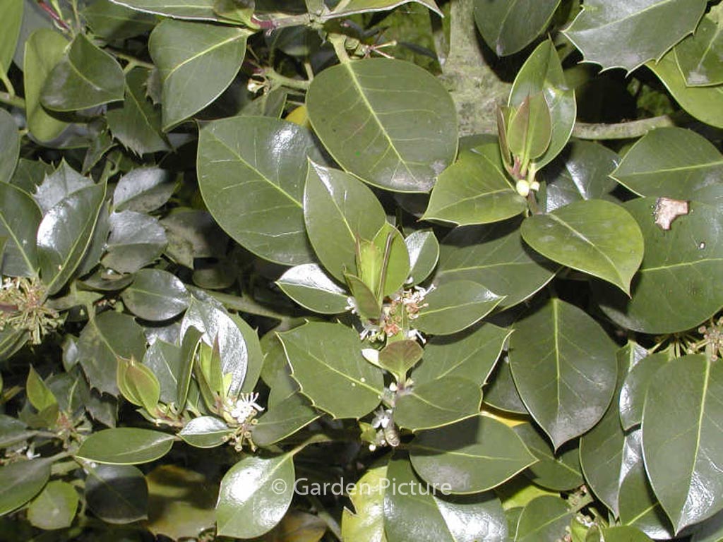 Ilex aquifolium ‘Nigricans’