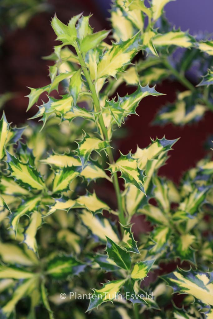 Ilex aquifolium ‘Northern Lights’
