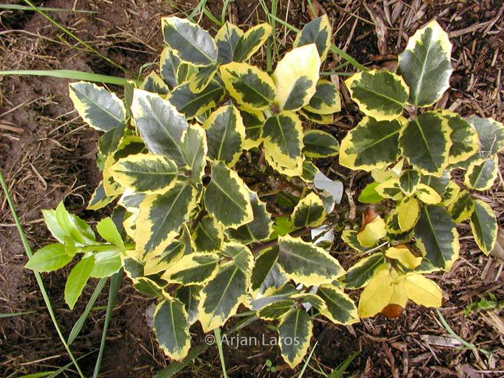 Ilex aquifolium ‘Ovata Aurea’