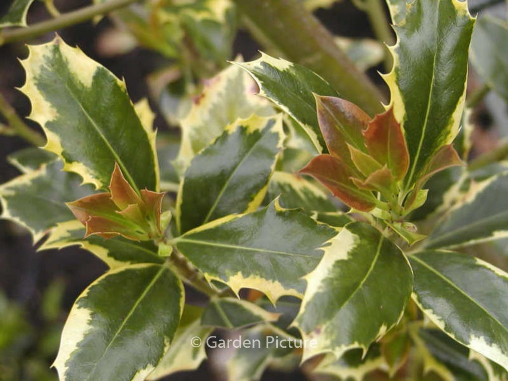 Ilex aquifolium ‘Pyramidalis Aureomarginata’