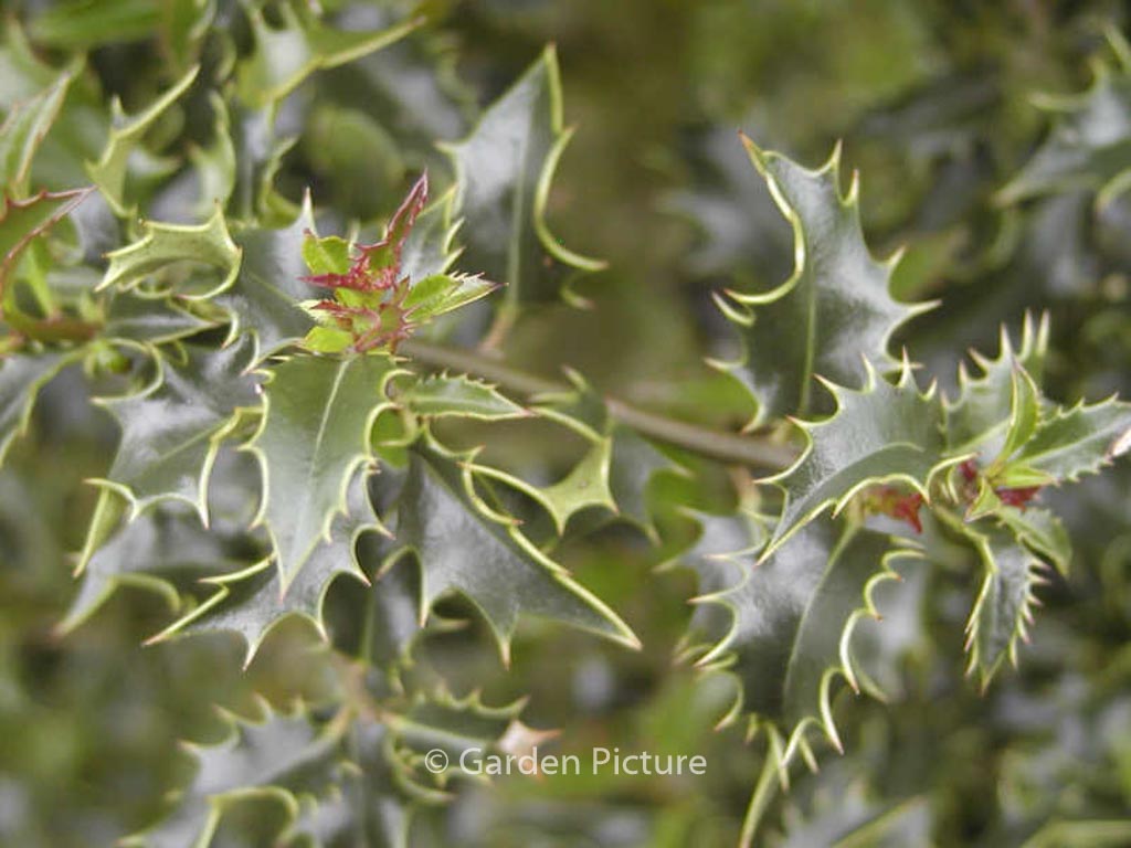 Ilex aquifolium ‘Recurva’