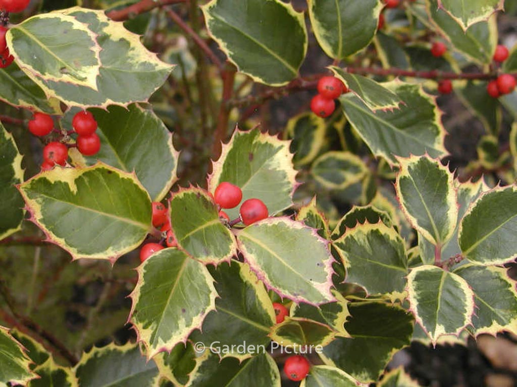 Ilex aquifolium ‘Rubricaulis Aurea’