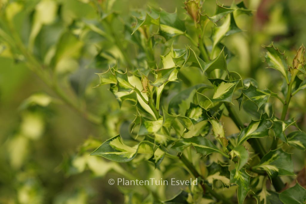 Ilex aquifolium ‘Somerset Cream’
