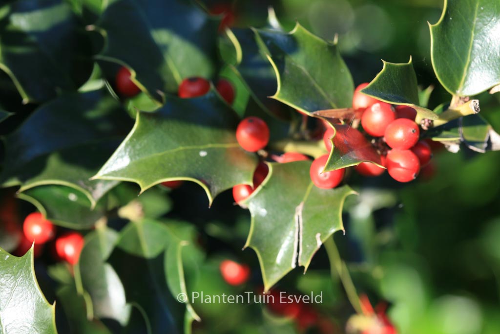 Ilex aquipernyi ‘Brilliant’