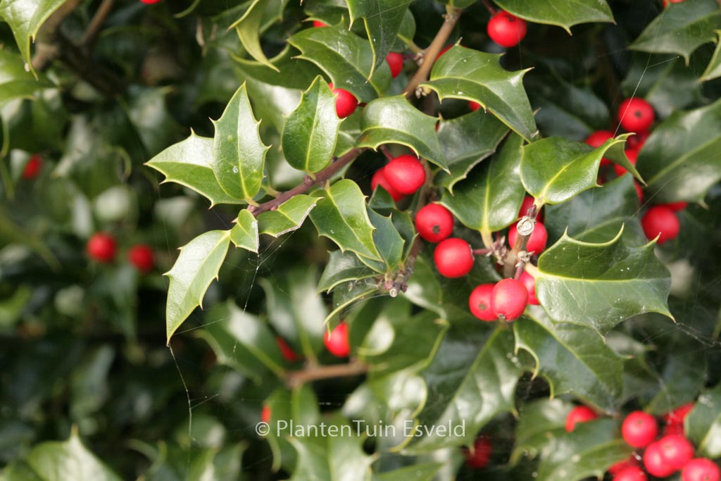 Ilex aquipernyi ‘Meschick’ (DRAGON LADY)
