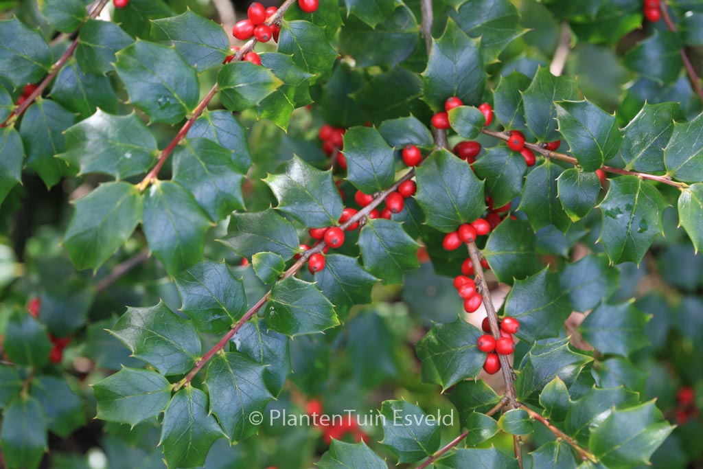Ilex bioritsensis