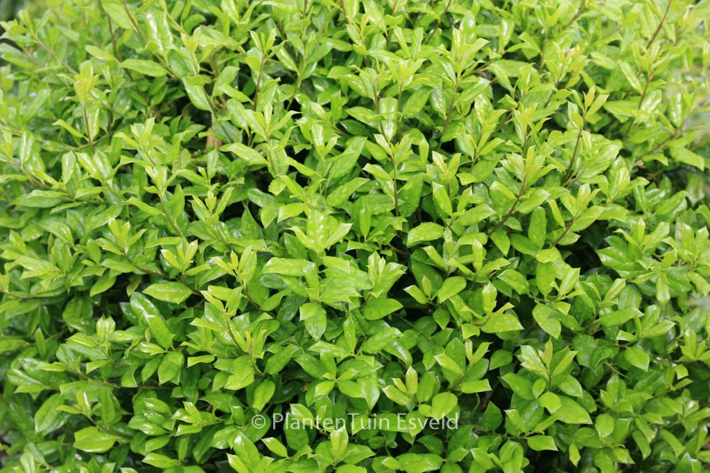 Ilex cornuta ‘Anicet Delcambre’