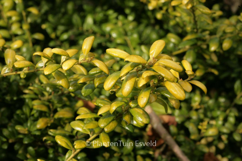 Ilex crenata ‘Convexed Gold’