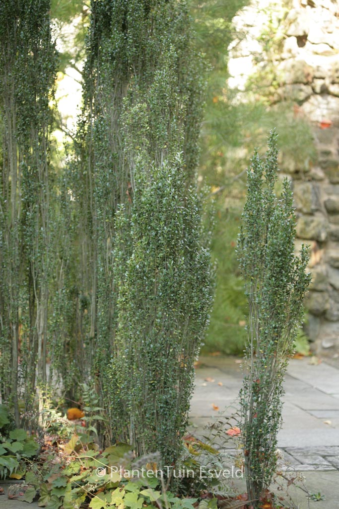 Ilex crenata ‘Fastigiata’
