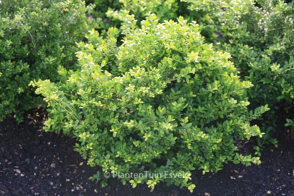 Ilex crenata ‘Gloria’