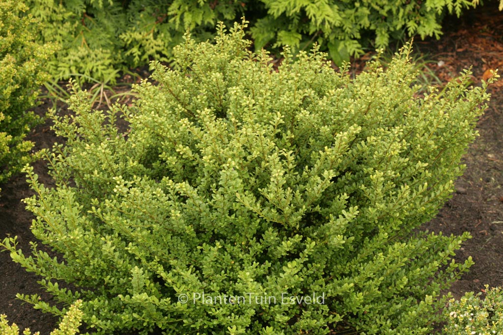 Ilex crenata ‘Glorie Dwarf’