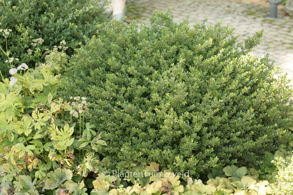Ilex crenata ‘Glory Gem’