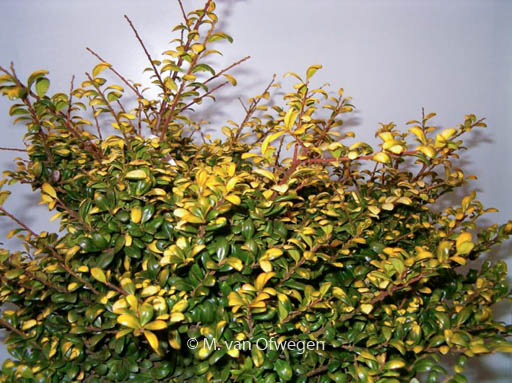Ilex crenata ‘Gold Tip’