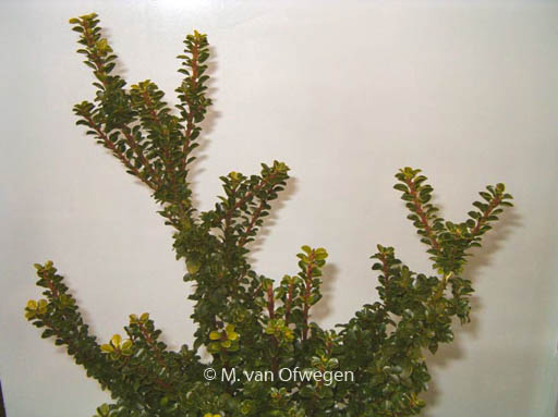 Ilex crenata ‘Green Dragon’