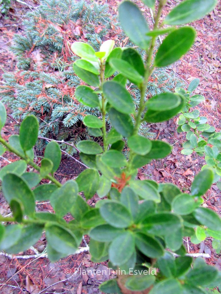 Ilex crenata ‘Green Hedge’