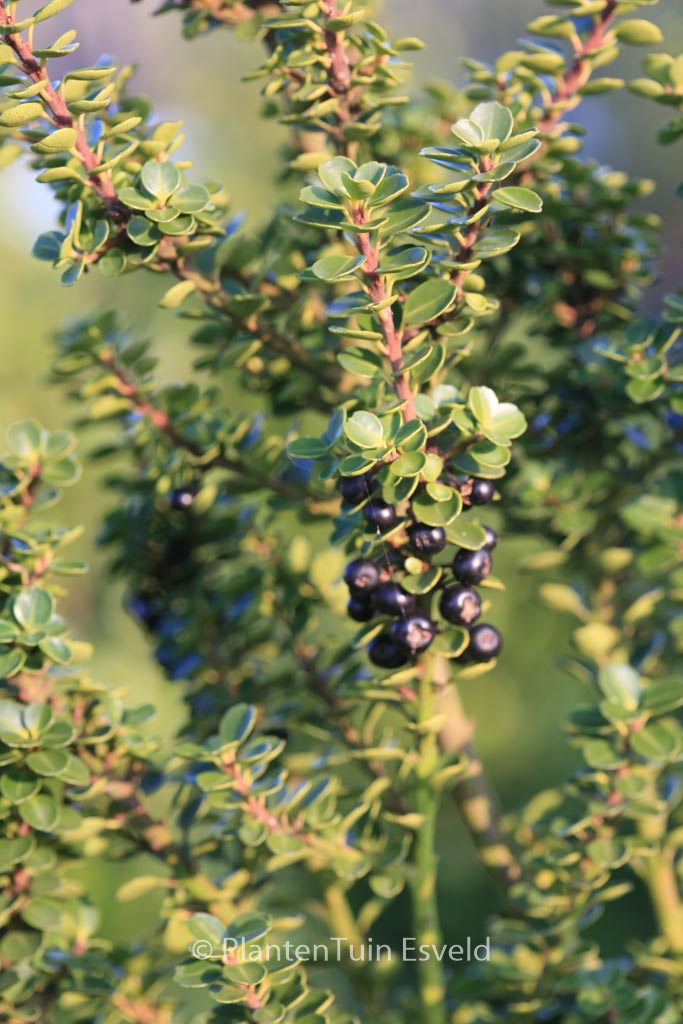 Ilex crenata ‘Mariesii’