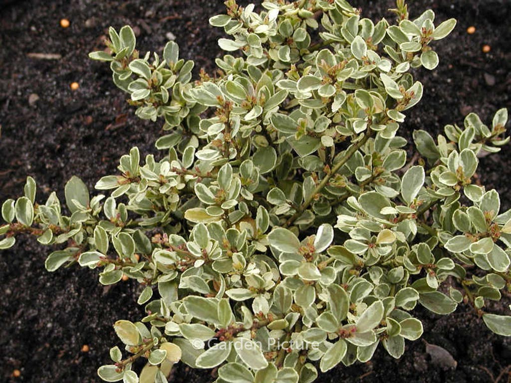 Ilex crenata ‘Shiro fukurin’