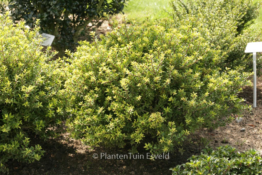 Ilex crenata ‘Twiggy’