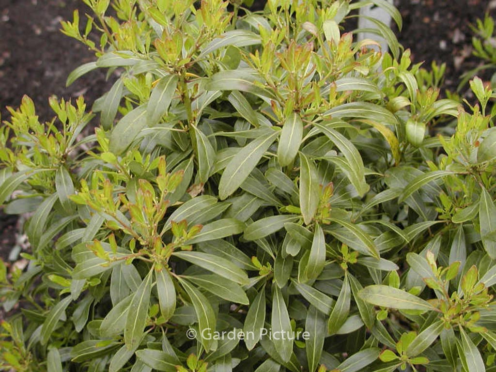 Ilex glabra ‘Chamzin’ (NORDIC)