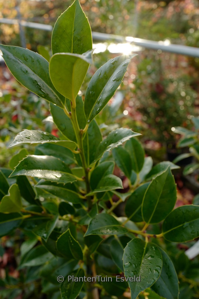 Ilex integra x aquifolium