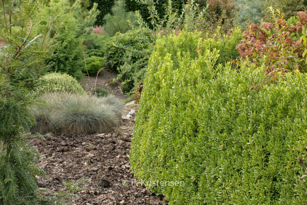 Ilex maximowicziana var. kanehirae