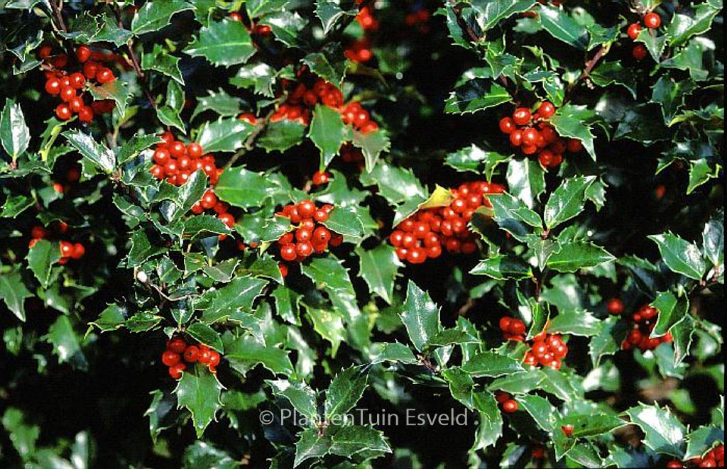 Ilex meserveae ‘Blue Angel’