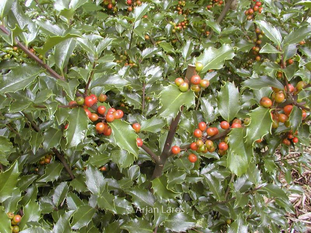 Ilex meserveae ‘Blue Girl’