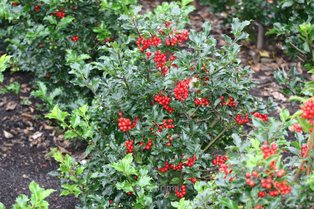 Ilex meserveae ‘Blue Princess’