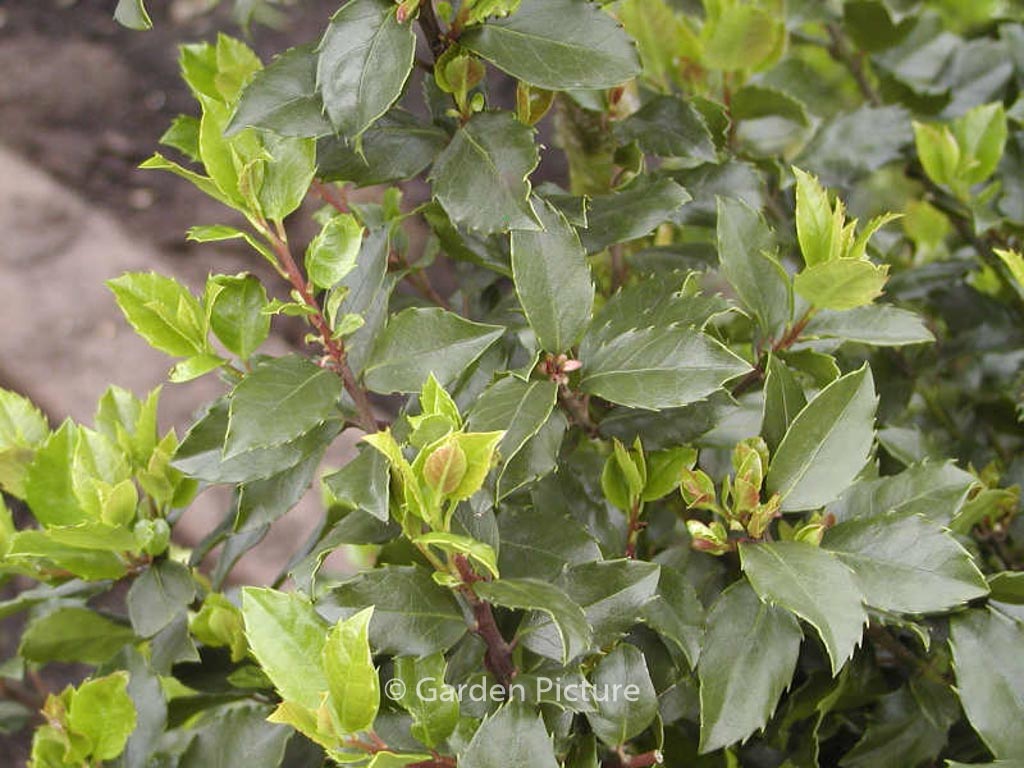 Ilex meserveae ‘Blue Stallion’