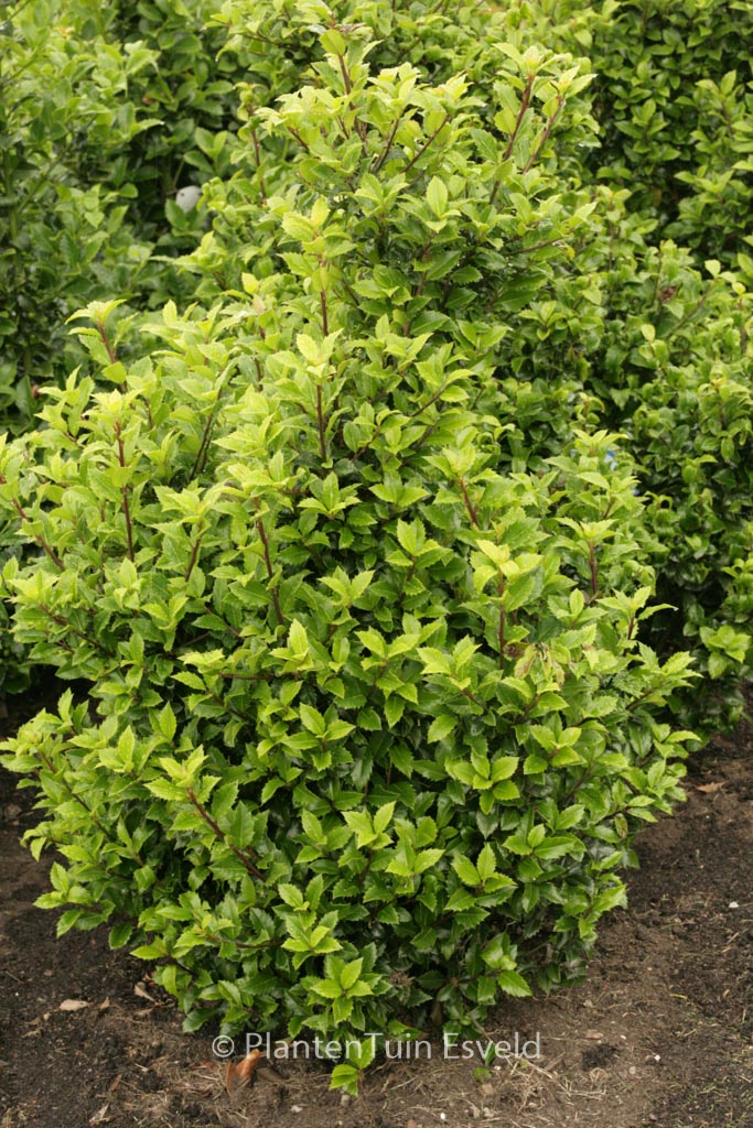 Ilex meserveae ‘Heckenstar’ (CASTLE WALL)