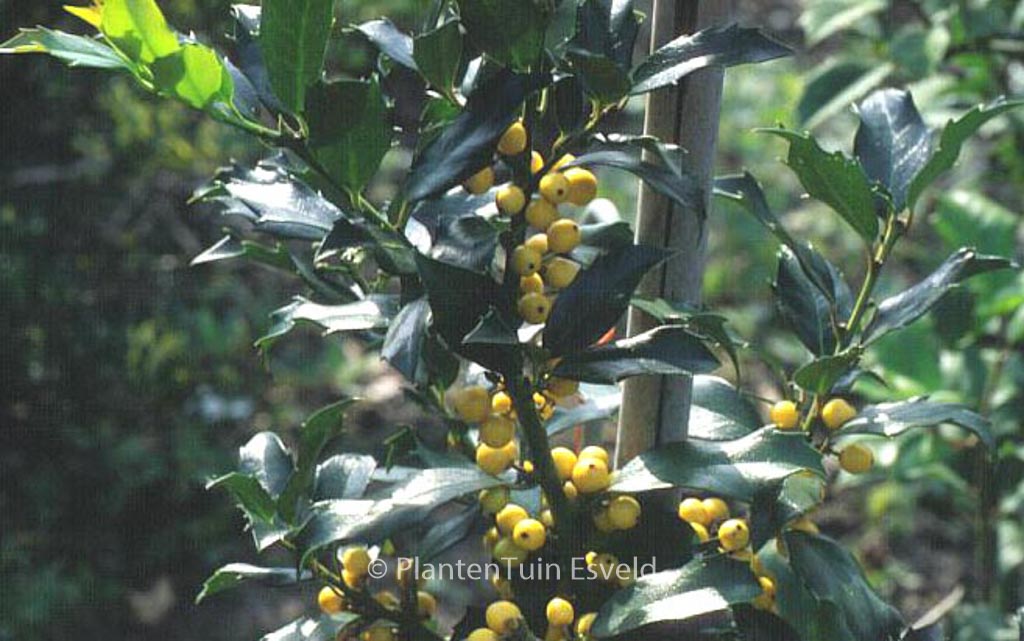 Ilex meserveae ‘Mesgolg’ (GOLDEN GIRL)